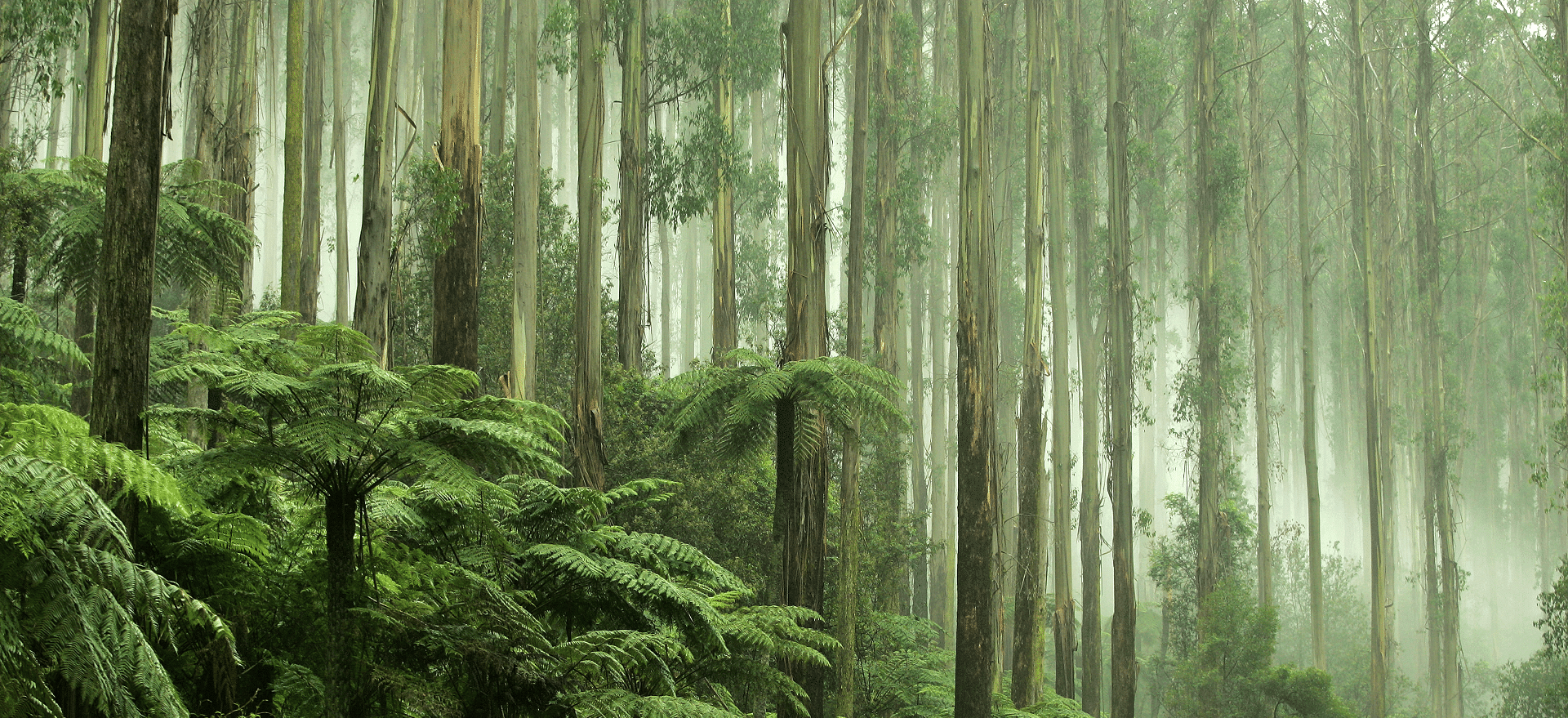 priser-hos-fana-dyreklinikk-evidensia-dyrehelse